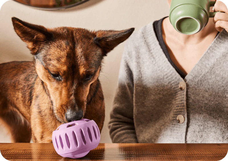 Tous nos indispensables pour chiens