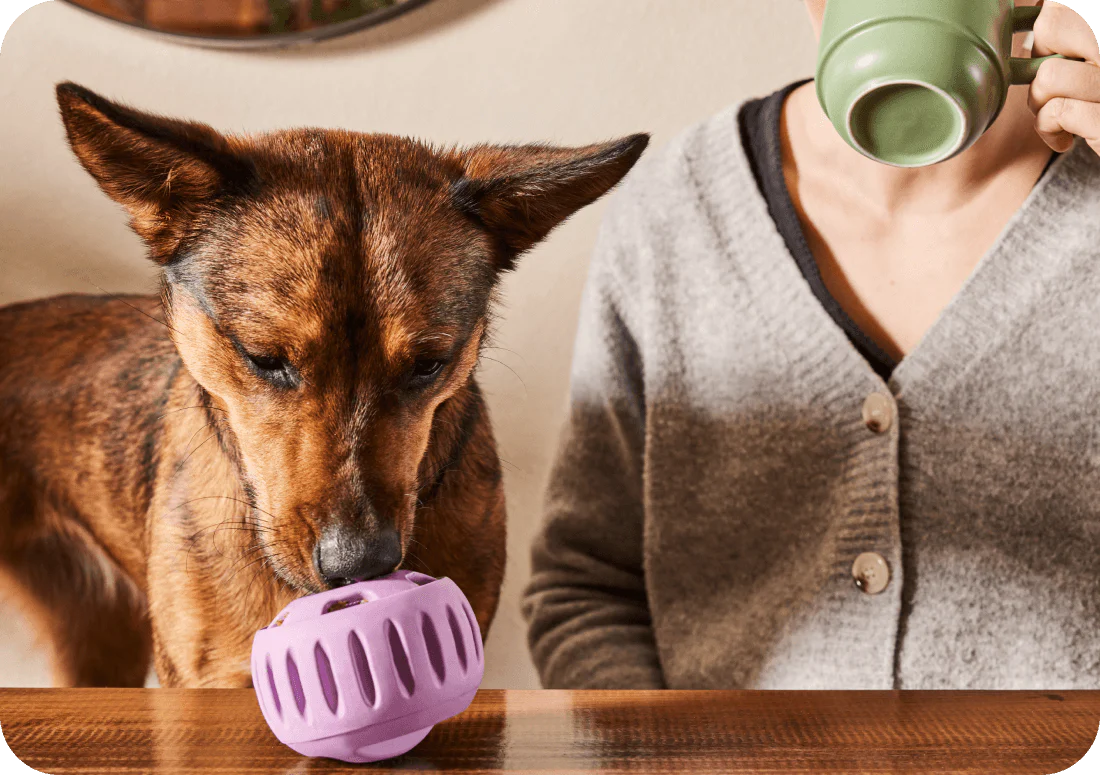 Un design qui parle chien